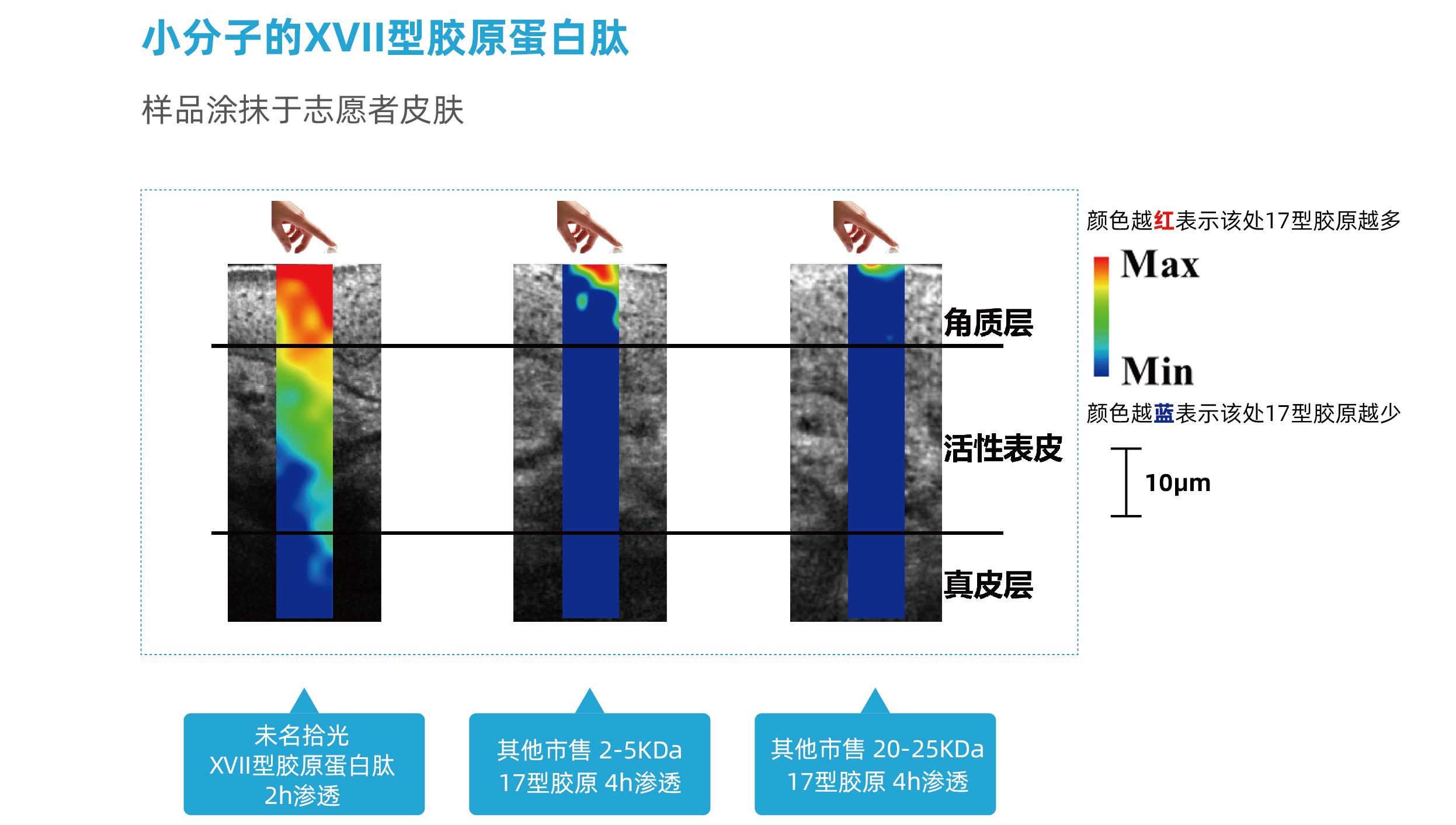 小分子17型胶原蛋白肽.jpg